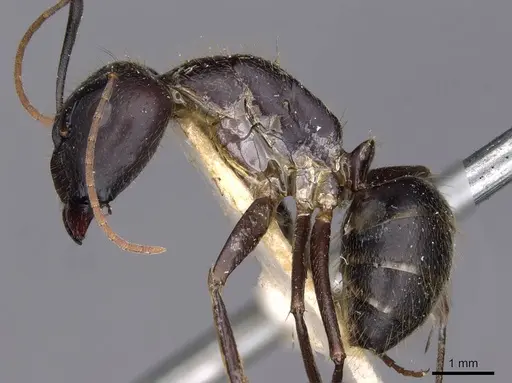 Camponotus variegatus - CASENT0910171