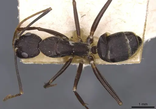 Camponotus variegatus - CASENT0910172