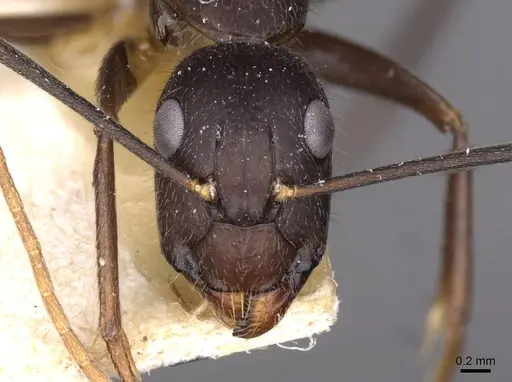 Camponotus variegatus - CASENT0910172