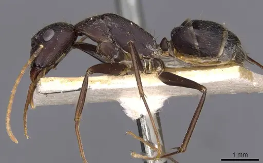 Camponotus variegatus - CASENT0910172