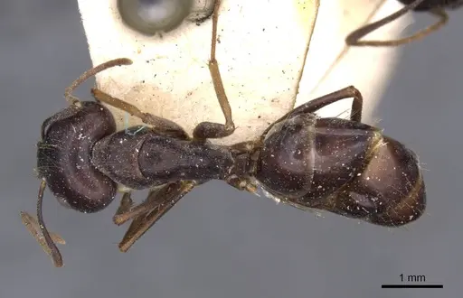 Camponotus variegatus - CASENT0910173