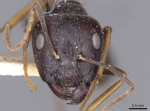 Camponotus variegatus - CASENT0910173