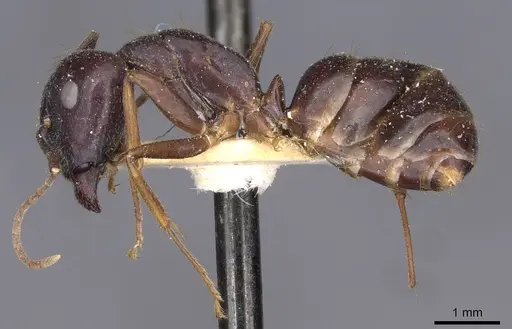 Camponotus variegatus - CASENT0910173