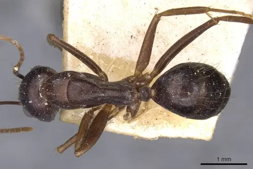 Camponotus variegatus - CASENT0910174