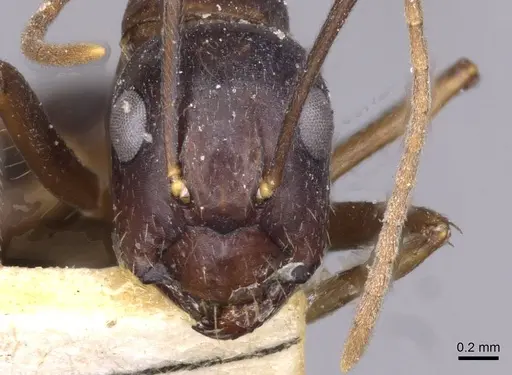 Camponotus variegatus - CASENT0910174