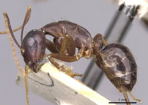 Camponotus variegatus - CASENT0910174