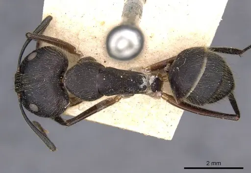 Camponotus variegatus - CASENT0910185