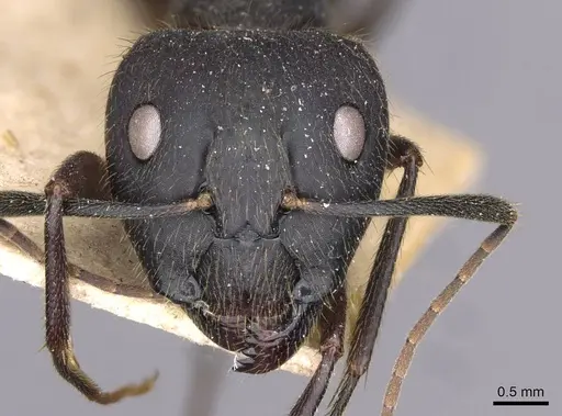 Camponotus variegatus - CASENT0910185