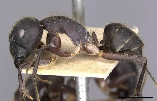 Camponotus variegatus - CASENT0910185
