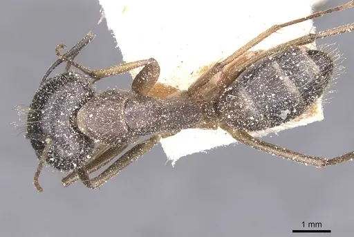 Camponotus variegatus - CASENT0912077