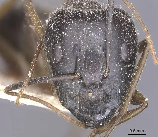 Camponotus variegatus - CASENT0912077