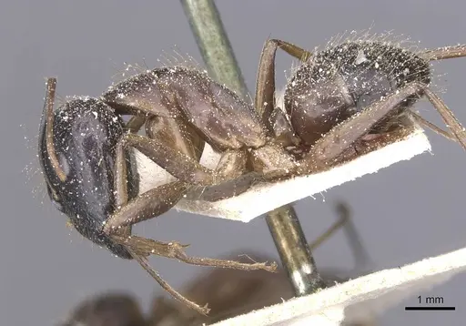 Camponotus variegatus - CASENT0912077