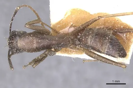 Camponotus variegatus - CASENT0912078