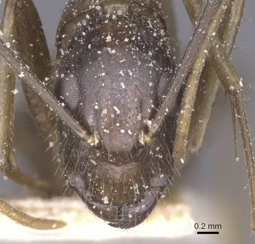 Camponotus variegatus - CASENT0912078