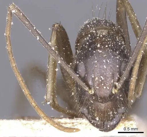 Camponotus variegatus - CASENT0912078