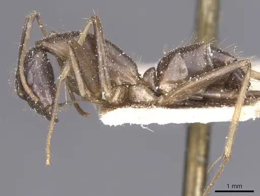 Camponotus variegatus - CASENT0912078