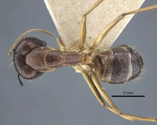 Camponotus variegatus - CASENT0917152