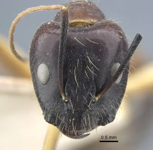 Camponotus variegatus - CASENT0917152