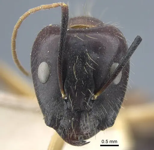 Camponotus variegatus - CASENT0917152