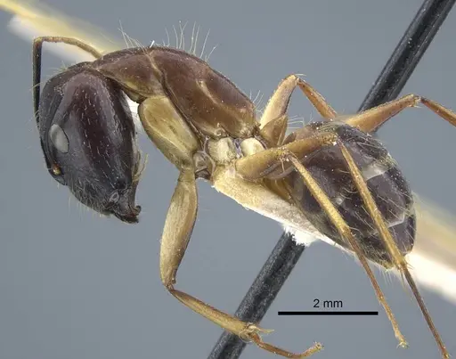 Camponotus variegatus - CASENT0917152