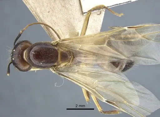 Camponotus variegatus - CASENT0917153