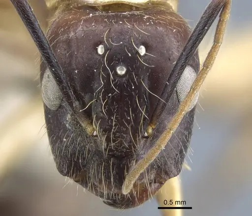 Camponotus variegatus - CASENT0917153