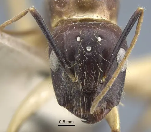 Camponotus variegatus - CASENT0917153