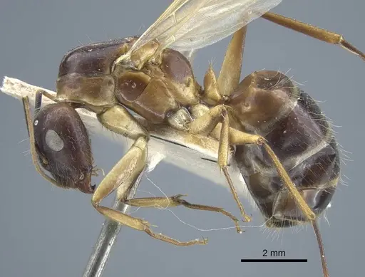 Camponotus variegatus - CASENT0917153