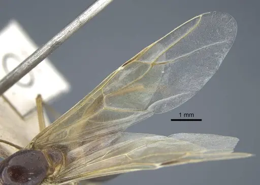 Camponotus variegatus - CASENT0917153