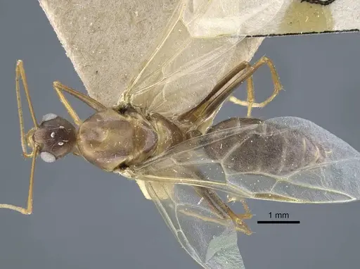 Camponotus variegatus - CASENT0917154