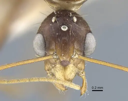 Camponotus variegatus - CASENT0917154