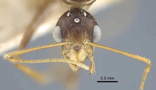 Camponotus variegatus - CASENT0917154