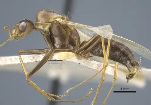 Camponotus variegatus - CASENT0917154