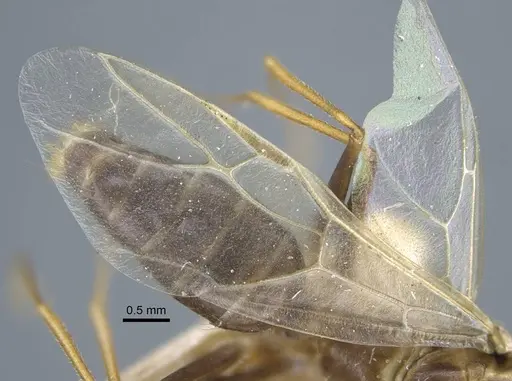 Camponotus variegatus - CASENT0917154