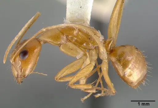 Camponotus variegatus - CASTYPE06942-02