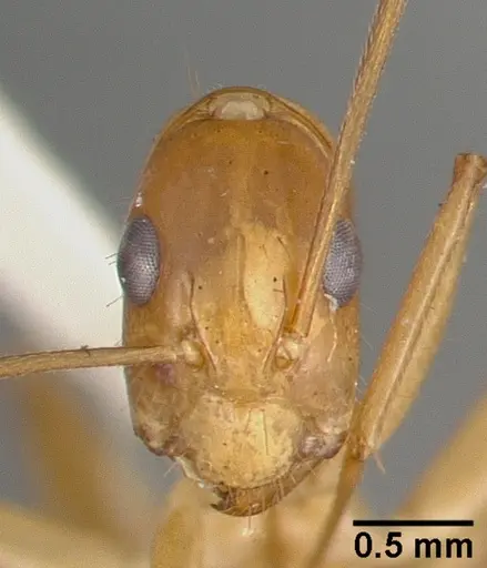 Camponotus variegatus - CASTYPE06942-03