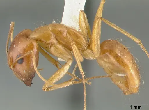 Camponotus variegatus - CASTYPE06942-04