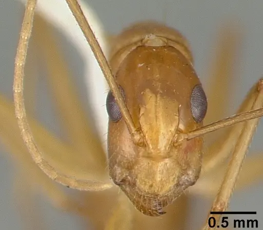 Camponotus variegatus - CASTYPE06942-05