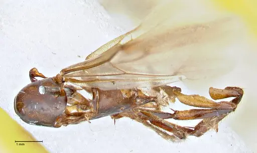 Camponotus variegatus - FOCOL2958