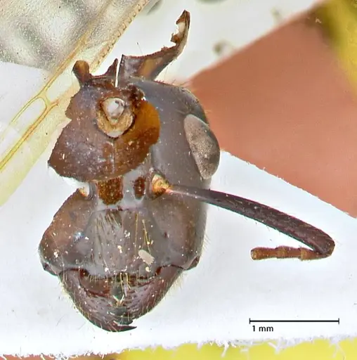 Camponotus variegatus - FOCOL2958