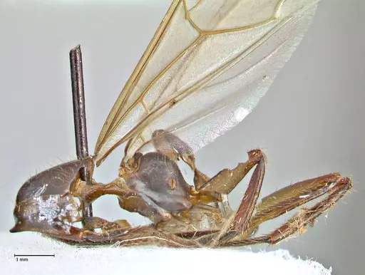 Camponotus variegatus - FOCOL2958