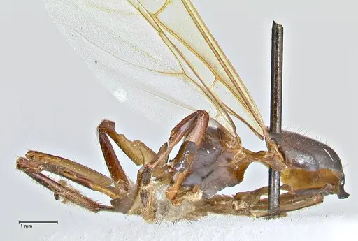 Camponotus variegatus - FOCOL2958