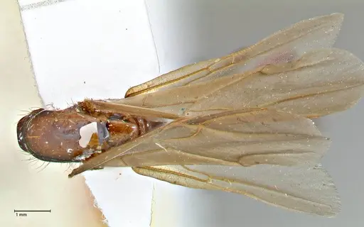 Camponotus variegatus - FOCOL2959