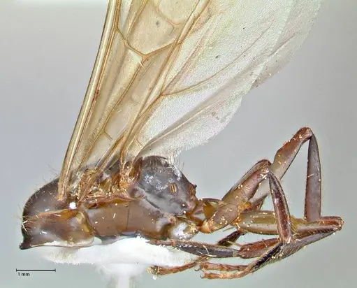 Camponotus variegatus - FOCOL2959