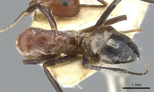 Camponotus varius specimen