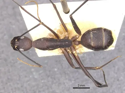 Camponotus varus specimen