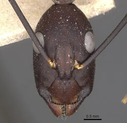 Camponotus varus specimen