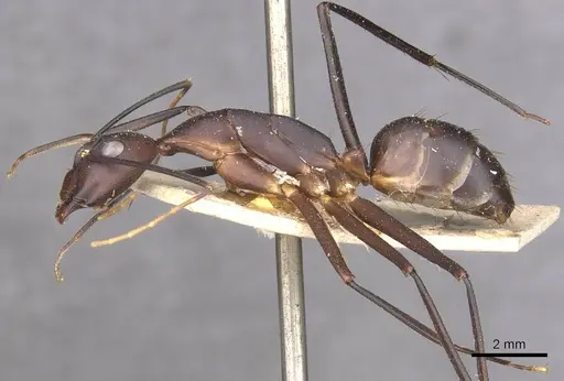Camponotus varus specimen