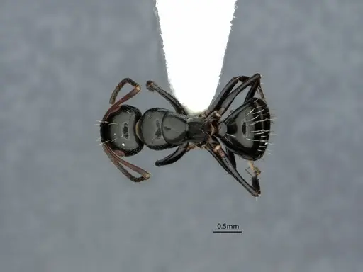 Camponotus verae specimen