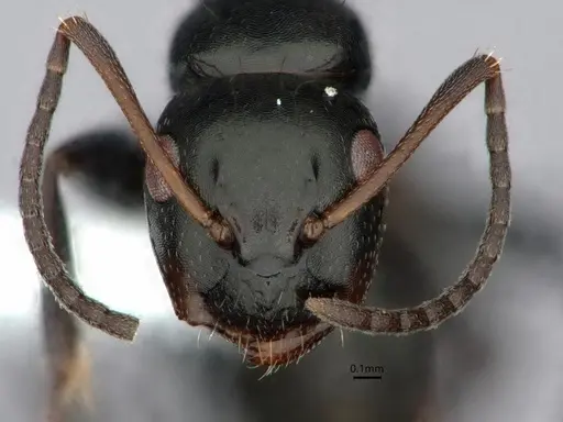 Camponotus verae specimen
